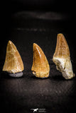 05371 - Great collection of 3 Platecarpus ptychodon (Mosasaur) Teeth