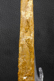 07039 - Museum Grade 11.02 Inch Alanqa saharica Cretaceous Azhdarchid Pterosaur Dentary Bone