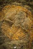 30493 - Well Preserved 0.83 Inch Deanaspis golfussi Upper Ordovician Trilobite - Czech Republic