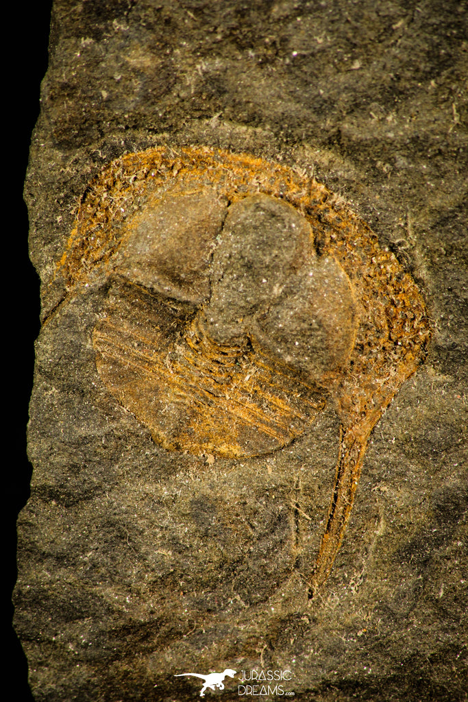 30493 - Well Preserved 0.83 Inch Deanaspis golfussi Upper Ordovician Trilobite - Czech Republic