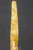 07039 - Museum Grade 11.02 Inch Alanqa saharica Cretaceous Azhdarchid Pterosaur Dentary Bone