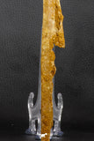 07039 - Museum Grade 11.02 Inch Alanqa saharica Cretaceous Azhdarchid Pterosaur Dentary Bone