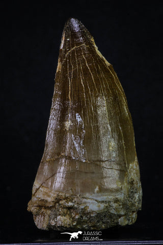 20354 - Well Preserved 2.55 Inch Mosasaur (Prognathodon anceps) Tooth