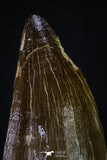 20354 - Well Preserved 2.55 Inch Mosasaur (Prognathodon anceps) Tooth