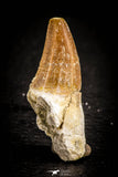05371 - Great collection of 3 Platecarpus ptychodon (Mosasaur) Teeth