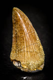 05371 - Great collection of 3 Platecarpus ptychodon (Mosasaur) Teeth