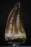 20354 - Well Preserved 2.55 Inch Mosasaur (Prognathodon anceps) Tooth