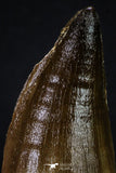 20354 - Well Preserved 2.55 Inch Mosasaur (Prognathodon anceps) Tooth