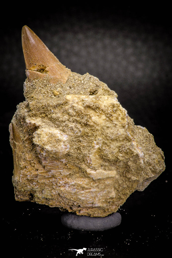 05372 - Nice EREMIASAURUS (Mosasaur) Tooth in Jaw Bone with replacement Germ Tooth