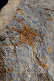 00887 - Ordovician Brittlestar (Ophiura sp) with Trilobite Parts