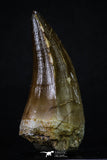 20354 - Well Preserved 2.55 Inch Mosasaur (Prognathodon anceps) Tooth