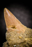 05372 - Nice EREMIASAURUS (Mosasaur) Tooth in Jaw Bone with replacement Germ Tooth