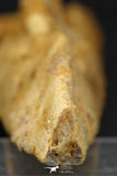 07039 - Museum Grade 11.02 Inch Alanqa saharica Cretaceous Azhdarchid Pterosaur Dentary Bone