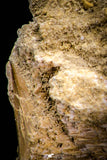 05372 - Nice EREMIASAURUS (Mosasaur) Tooth in Jaw Bone with replacement Germ Tooth