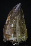 20355 - Well Preserved 2.44 Inch Mosasaur (Prognathodon anceps) Tooth