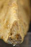 07039 - Museum Grade 11.02 Inch Alanqa saharica Cretaceous Azhdarchid Pterosaur Dentary Bone