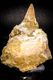 05372 - Nice EREMIASAURUS (Mosasaur) Tooth in Jaw Bone with replacement Germ Tooth
