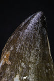 20355 - Well Preserved 2.44 Inch Mosasaur (Prognathodon anceps) Tooth