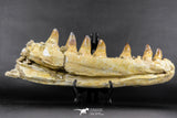 07023 - Museum Grade 16.9 Inch Mosasaur (Prognathodon anceps) Left Hemi-Jaw Cretaceous