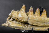 07023 - Museum Grade 16.9 Inch Mosasaur (Prognathodon anceps) Left Hemi-Jaw Cretaceous
