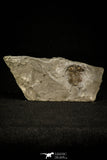 30495 - Nice 1.25 Inch Ceraurus pleurexanthemus Upper Ordovician Trilobite - Quebec Canada