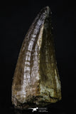 20355 - Well Preserved 2.44 Inch Mosasaur (Prognathodon anceps) Tooth