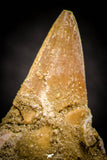 05372 - Nice EREMIASAURUS (Mosasaur) Tooth in Jaw Bone with replacement Germ Tooth