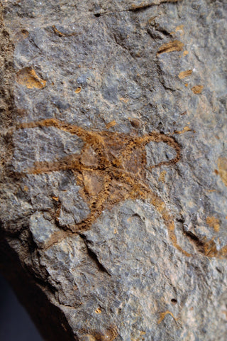 00887 - Ordovician Brittlestar (Ophiura sp) with Trilobite Parts