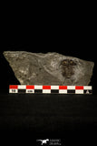 30495 - Nice 1.25 Inch Ceraurus pleurexanthemus Upper Ordovician Trilobite - Quebec Canada