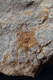 00887 - Ordovician Brittlestar (Ophiura sp) with Trilobite Parts