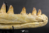07023 - Museum Grade 16.9 Inch Mosasaur (Prognathodon anceps) Left Hemi-Jaw Cretaceous