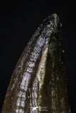 20355 - Well Preserved 2.44 Inch Mosasaur (Prognathodon anceps) Tooth