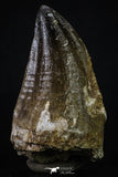 20355 - Well Preserved 2.44 Inch Mosasaur (Prognathodon anceps) Tooth