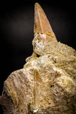 05372 - Nice EREMIASAURUS (Mosasaur) Tooth in Jaw Bone with replacement Germ Tooth