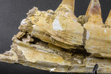 07023 - Museum Grade 16.9 Inch Mosasaur (Prognathodon anceps) Left Hemi-Jaw Cretaceous