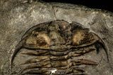 30495 - Nice 1.25 Inch Ceraurus pleurexanthemus Upper Ordovician Trilobite - Quebec Canada