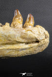 07023 - Museum Grade 16.9 Inch Mosasaur (Prognathodon anceps) Left Hemi-Jaw Cretaceous