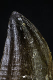 20355 - Well Preserved 2.44 Inch Mosasaur (Prognathodon anceps) Tooth