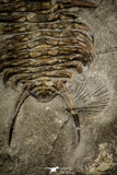 30495 - Nice 1.25 Inch Ceraurus pleurexanthemus Upper Ordovician Trilobite - Quebec Canada