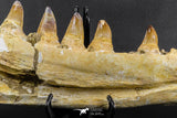 07023 - Museum Grade 16.9 Inch Mosasaur (Prognathodon anceps) Left Hemi-Jaw Cretaceous