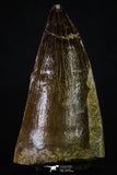 20356 - Well Preserved 2.31 Inch Mosasaur (Prognathodon anceps) Tooth