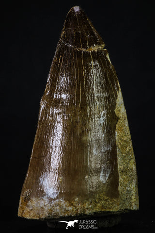 20356 - Well Preserved 2.31 Inch Mosasaur (Prognathodon anceps) Tooth