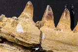 07023 - Museum Grade 16.9 Inch Mosasaur (Prognathodon anceps) Left Hemi-Jaw Cretaceous