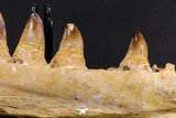 07023 - Museum Grade 16.9 Inch Mosasaur (Prognathodon anceps) Left Hemi-Jaw Cretaceous