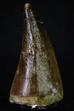 20356 - Well Preserved 2.31 Inch Mosasaur (Prognathodon anceps) Tooth