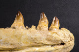 07023 - Museum Grade 16.9 Inch Mosasaur (Prognathodon anceps) Left Hemi-Jaw Cretaceous
