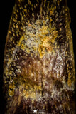 03233 - Rare Unidentified Complete 0.51 Inch Reptile Toe Claw Cretaceous Kem Kem