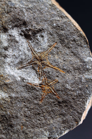00888 - Natural Association of 2 Ordovician Brittlestar (Ophiura sp)