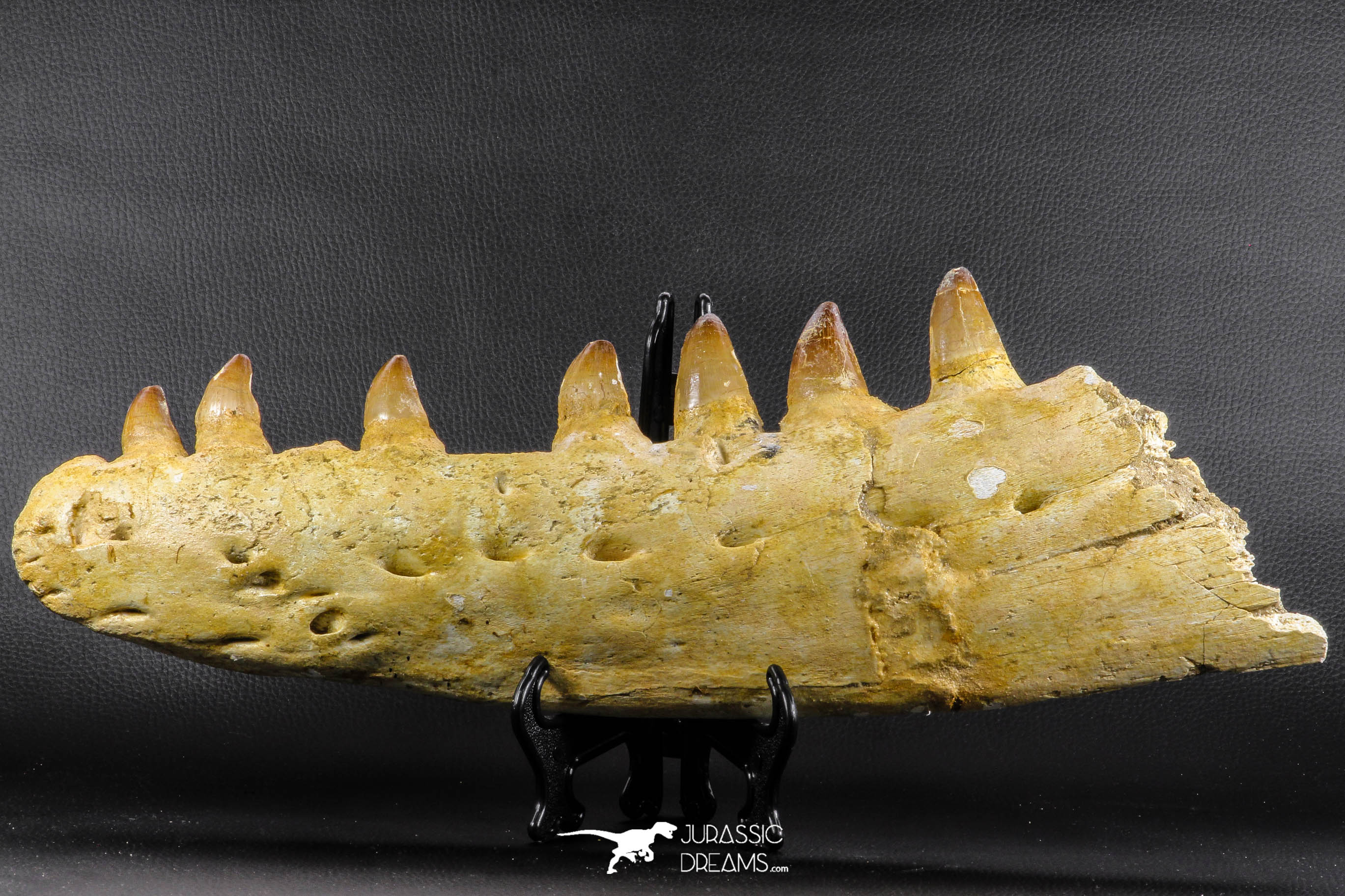 Museum Grade 16.9 Inch Mosasaur (Prognathodon anceps) Left Hemi ...