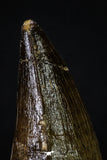 20356 - Well Preserved 2.31 Inch Mosasaur (Prognathodon anceps) Tooth